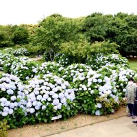 アジサイ　住民心込め手入れ　銚子