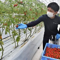 高糖度ミニトマト人気　農園拡張　通年おいしく　オスミックアグリ千葉緑　【ＳＤＧｓちば】