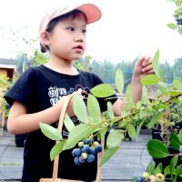 今季開園初日の１１日にブルーベリー狩りを楽しむ子ども
