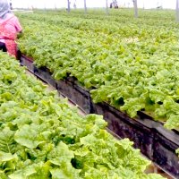 有限会社　かまや（旭市）　サンチュを名脇役に　【輝く千葉の企業　日本政策金融公庫レポート】（８９）