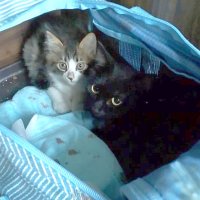 ペリエ天井裏に迷い猫　ＪＲ西千葉駅　どこから侵入？　壁に穴開け救出