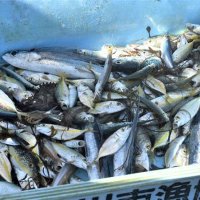 地引き網で取れた魚
