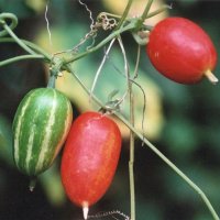 カラスウリの実＝２０１０年１０月１６日、千葉市（初芝清氏撮影）