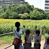金杉小ヒマワリ畑満開　児童が住民と育てた風物詩　３日午前も一般公開　船橋