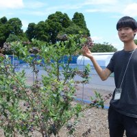 生のブルーベリー楽しんで　東金・農業大学校　学生が農園運営　今年から本格営業