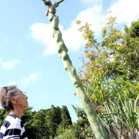 リュウゼツラン開花　４０年で初　君津・下田さん方