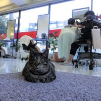 店挙げて保護猫活動　“スタッフ５匹”客に癒やし　美容室ＪＡＭ（市川市）　【ぼうそうにゃん散歩】