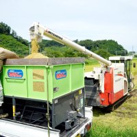 搬送車に移される収穫した超早場米＝２１日、いすみ市新田野