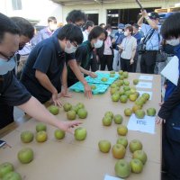 梨の形状を熱心に見る関係者ら＝市川市柏井町