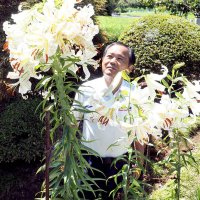 天然の花束、ヤマユリ満開　袖ケ浦