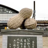 ちば名産「落花生」の歴史　九十九里から印旛郡へ　【千葉地理学会連載　おもしろ半島ちばの地理再発見】