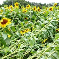台風直撃ヒマワリ救出　成田ゆめ牧場、急きょ花摘み企画