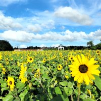 行動制限なくにぎわい回復　お盆休み千葉県内観光地　コロナ前水準迫る　団体客はキャンセルも