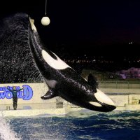 「秋の水族館探検プラン」で観覧できるシャチのナイトパフォーマンス（シーワールド提供）
