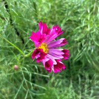 花びらが貝殻に見える「シーシェル」