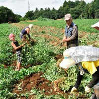 八街落花生、収穫始まる　日本一の生産量「味のいいのがそろった」