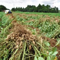 早くも収穫シーズンを迎え、落花生の掘り取り作業が進む麻野さんの畑＝八街市文違