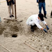 子ガメ続々　横芝光の屋形海岸　産卵、ふ化率調査　住民が歓声、太平洋へ１８匹放流