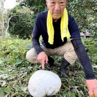 草むらに出現、謎の白い球体　巨大キノコ「オニフスベ」か　市原・平田さん発見