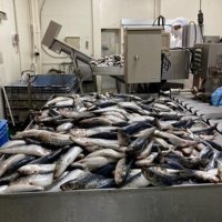 加工される前の大量なイワシ
