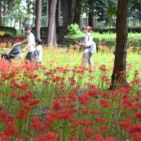 彼岸花に囲まれた道を散策する親子