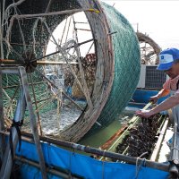 ノリ網を巻いた水車を回し、種付け作業をする生産者＝２５日、富津市