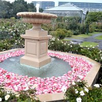 香りのピーク到来　展望台やブランコ初登場、ライトアップも　八千代の京成バラ園