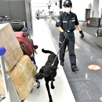 密輸増懸念　現場に緊張　入国上限撤廃で成田空港　検査体制再整備へ　上半期は前年比５．５倍