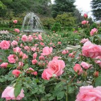里見公園で秋バラ見ごろ　３年ぶりに「ローズフェア」　あす１５日、市川