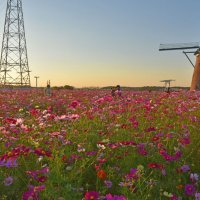 夕焼けに映えるコスモス　秋空彩る５０万本、風車と”共演”　佐倉で２３日までフェスタ