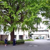 約５万平方メートルの敷地に各棟を回廊型に配置。中央はシンボルツリーの大きなイチョウ＝習志野市泉町