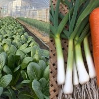 有機野菜の総称、小学生考案　「いすみそだち」に決定