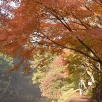 【調査】千葉県内の「おすすめ紅葉スポット」は？　千葉日報会員にアンケート　１位は温泉も楽しめる人気観光地！