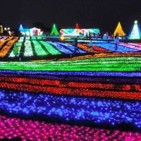 色鮮やかに一面を彩る「光の花園」＝富津市