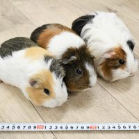 愛くるしい姿独り占め　ふわふわもふもふ　成田ゆめ牧場のモルモット　【月刊ほぼ実物大ニュース】