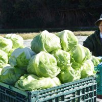 甘み十分「かんべレタス」続々出荷　チャーハンやしゃぶしゃぶ…　食べ方いろいろ　館山
