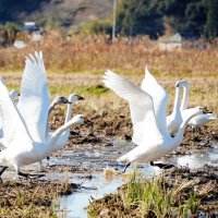 冬の使者コハクチョウ、ことしも飛来　田んぼで餌探し　いすみ