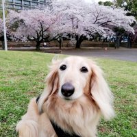 子犬相手にじゃれ合い　童心に帰る　堀田素愛　【わんこのわ】　（３９）