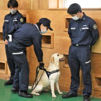 大麻草のダミーを持つ職員を見つけ出したラブラドールレトリバーの「イーシャ号」と岡田ハンドラー＝成田市