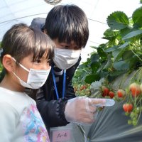 ２０２２～２３年　千葉県内年末年始ガイド・いちご狩り