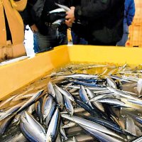 銚子サンマ水揚げゼロ　１９５０年以降では初の事態　漁師ため息、漁船の燃料高騰も