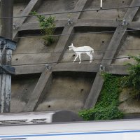 京成線沿いの急斜面に迷い込んだ子ヤギ＝２０２０年７月、佐倉市