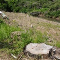 市原の民有地無断伐採　地権者と示談成立　千葉県、賠償金５８万円支払い
