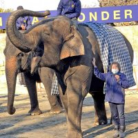 アジアゾウの「マミー」おめでた　２４年春出産へ　市原ぞうの国　５年ぶり赤ちゃんに期待