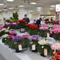 色とりどり花フェス開幕　コンテスト最高賞は竹之内さん　千葉そごう９日まで