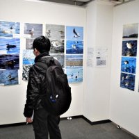 「三番瀬」の四季野鳥写真で紹介　船橋、１０日まで