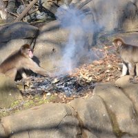 焼き芋にサル“ほっこり”　大寒、たき火イベント　千葉市動物公園