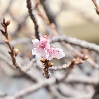 開花した役場本庁舎前の「頼朝桜」＝２６日、鋸南町