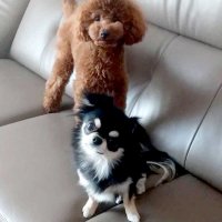 弟と接し器が大きく　チワワ君、兄になる　堀田素愛　【わんこのわ】（４０）