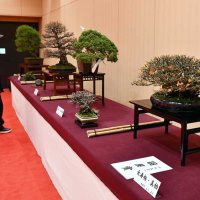香取神宮で盆栽展　推定樹齢２００年の黒松も　天皇誕生日を祝い３０点